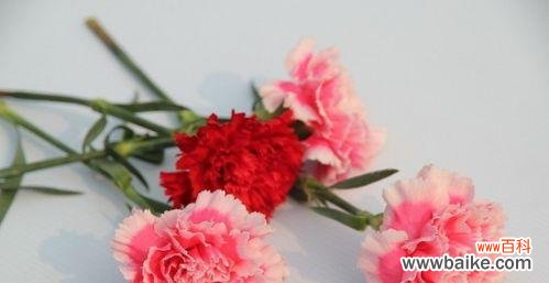 从爱情到感谢 康乃馨花语