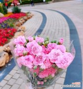 从爱情到感谢 康乃馨花语