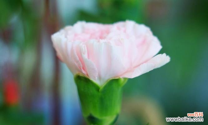 从爱情到感谢 康乃馨花语