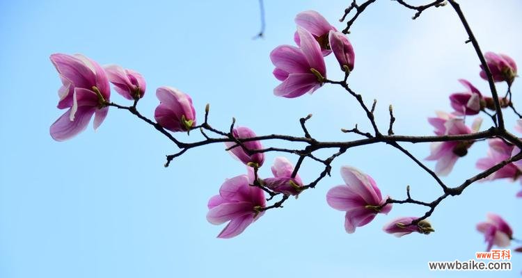 品味月夜的宁静与香气 倦倚玉栏，月晕香近