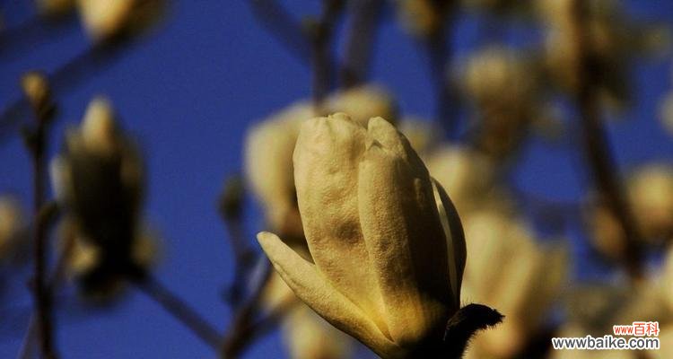 品味月夜的宁静与香气 倦倚玉栏，月晕香近