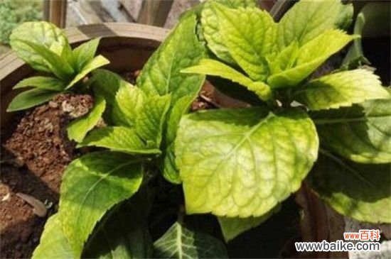 绣球花叶子发黄怎么办？绣球花叶子发黄的补救方法