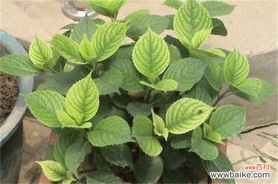 绣球花叶子发黄怎么办？绣球花叶子发黄的补救方法