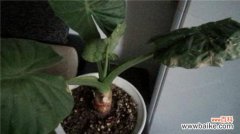 如意皇后叶子发蔫怎么办