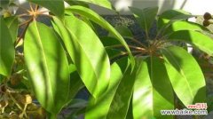 七叶莲掉叶子怎么办？七叶莲掉叶子的处理方法