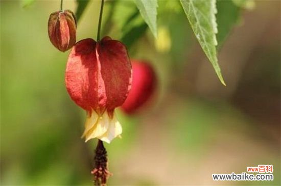 蔓性风铃花叶子发蔫怎么办