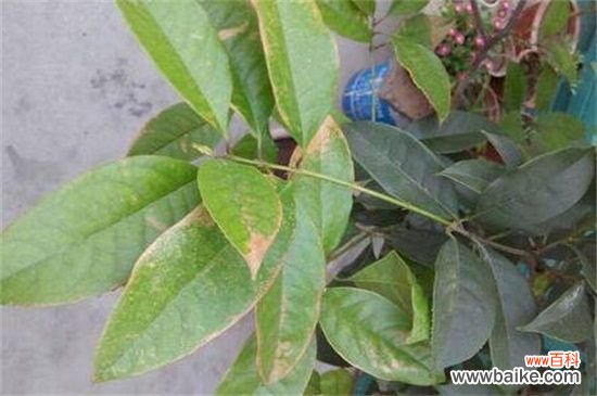 木兰叶子发黄怎么办?木兰叶子发黄的处理方法