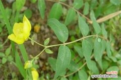 金丝梅常见虫害及防治方法，不同虫害及时对症下药