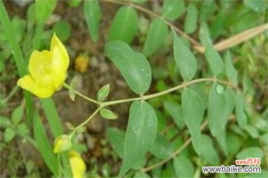 金丝梅常见虫害及防治方法，不同虫害及时对症下药