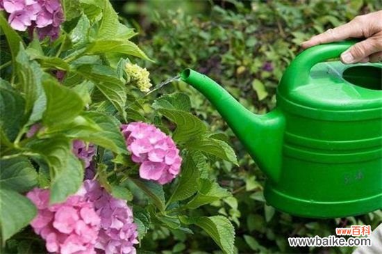 阿斯匹林浇花兑水比例,主要为1:1000最为合适