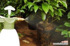 阿斯匹林浇花兑水比例，主要为1:1000最为合适