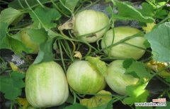 甜瓜病害有哪些？甜瓜的常见病虫害及防治