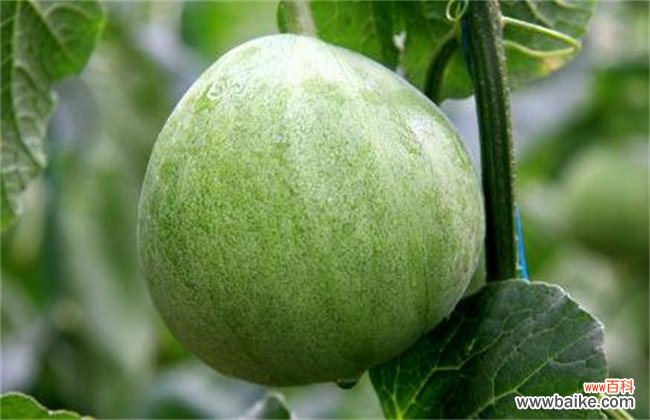 甜瓜病害有哪些？甜瓜的常见病虫害及防治