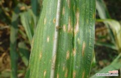 玉米大、小斑病防治方法