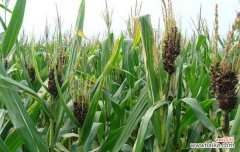 玉米丝黑穗病的症状和防治方法