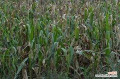 玉米青枯病的防治方法