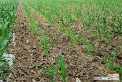 玉米病毒病的防治方法