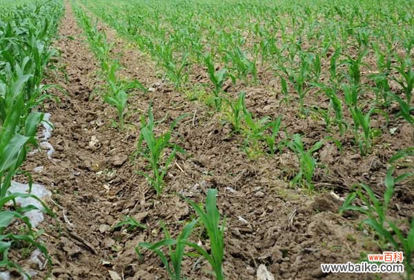 玉米病毒病的防治方法