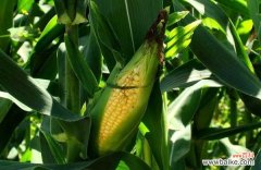 玉米地老虎如何防治