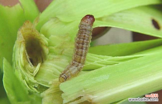 玉米螟防治的五种方法