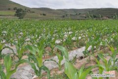 玉米粘虫如何防治