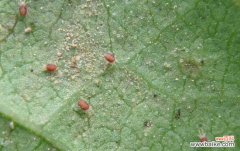 红蜘蛛的防治方法