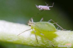 玉米蚜虫防治方法