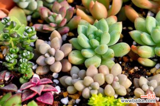 多肉黑腐的原因及解决方法