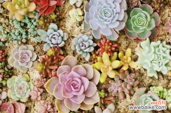 多肉黑腐的原因及解决方法