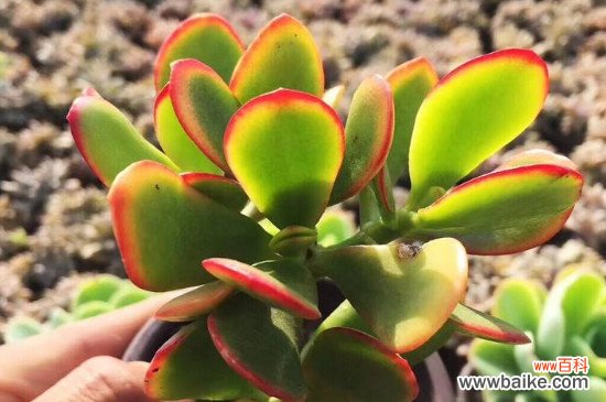 黄金花月叶子发软的解决办法