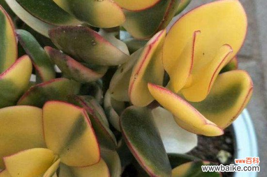 黄金花月叶子发软的解决办法