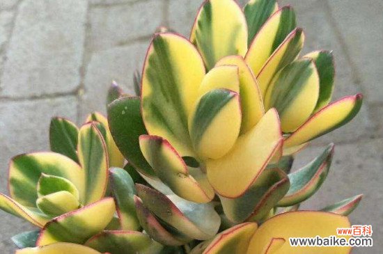 黄金花月叶子发软的解决办法