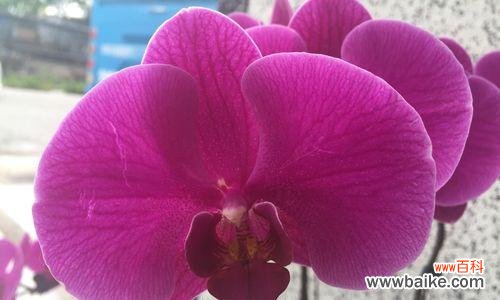 探寻蝴蝶兰的深层意义 蝴蝶兰的花语与含意