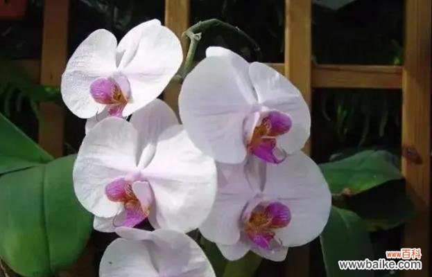 探寻蝴蝶兰的深层意义 蝴蝶兰的花语与含意