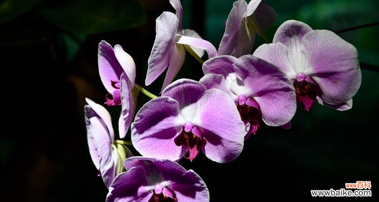 探寻蝴蝶兰的深层意义 蝴蝶兰的花语与含意
