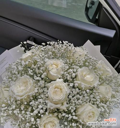 浪漫而纯洁 花白色满天星的寓意与意义