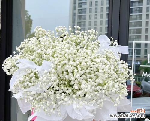 浪漫而纯洁 花白色满天星的寓意与意义