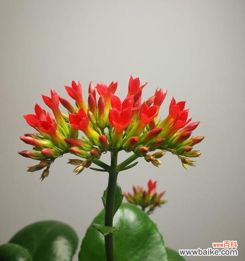 探寻花的奥秘与名称的意义 花之美丽与寓意