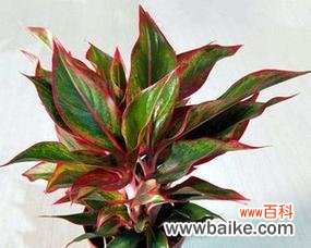 探寻花叶万年青的花语与传说 花叶万年青