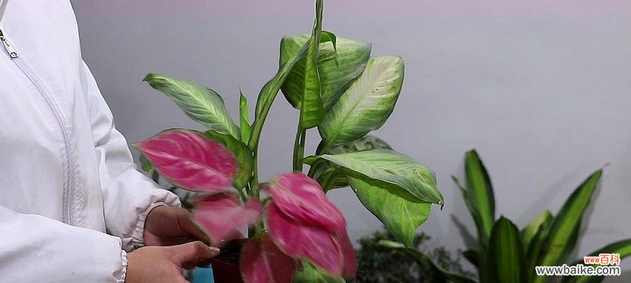 探寻花叶万年青的花语与传说 花叶万年青