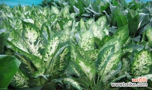 探寻花叶万年青的花语与传说 花叶万年青