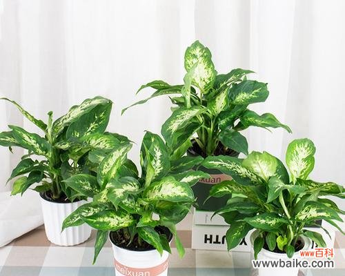 万年青的花开 以花叶万年青开花寓意