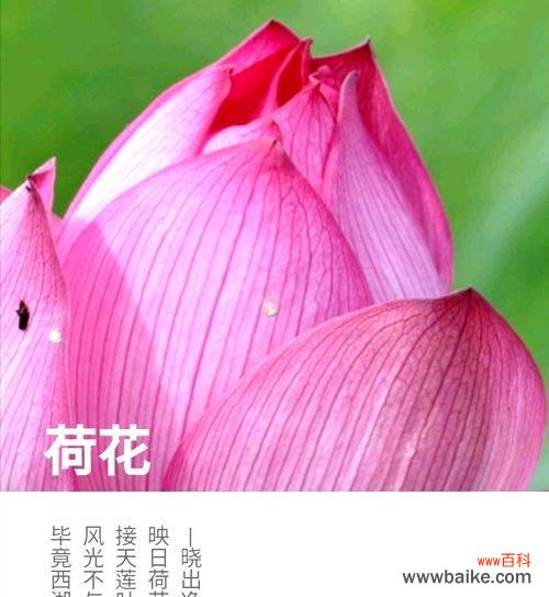 探索粉色荷花的花语与内涵 粉色荷花的美丽与象征