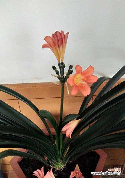 欣赏大花君子兰 花语大花君子兰