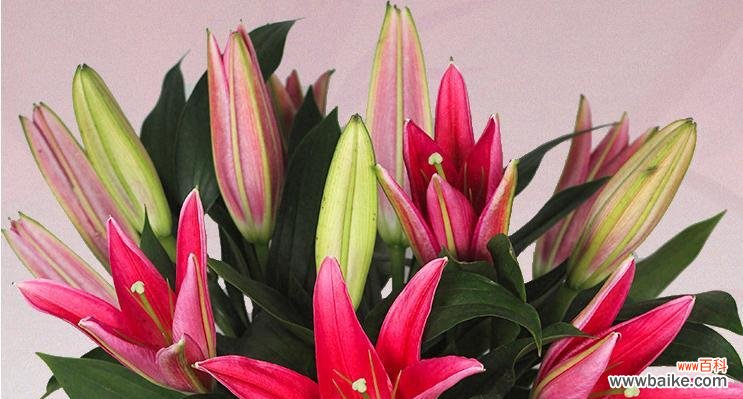 美丽的花朵传递的神秘信息 黄金霸百合花语