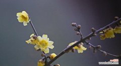 寄托美好愿望的黄腊梅花 黄腊梅花花语的深意