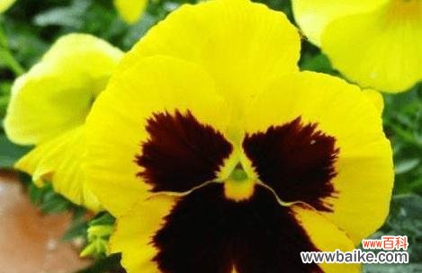 探寻三色堇的历史与文化 三色堇——传说与花语