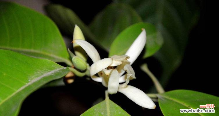 解读白兰花的神秘语言，揭开它隐藏的秘密 白兰花的花语和象征意义