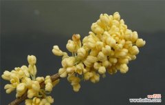 领略芳香之美，品味情感之意 香气盈溢的桂花花语