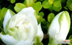 解读花朵背后的情感密码 夏日花语